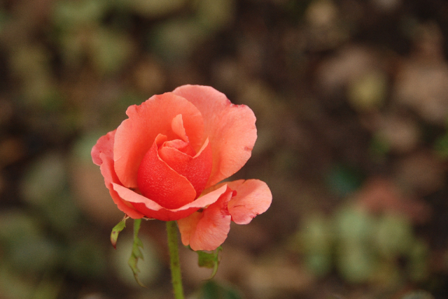 DSC_5195