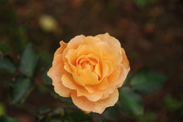 DSC_5197
