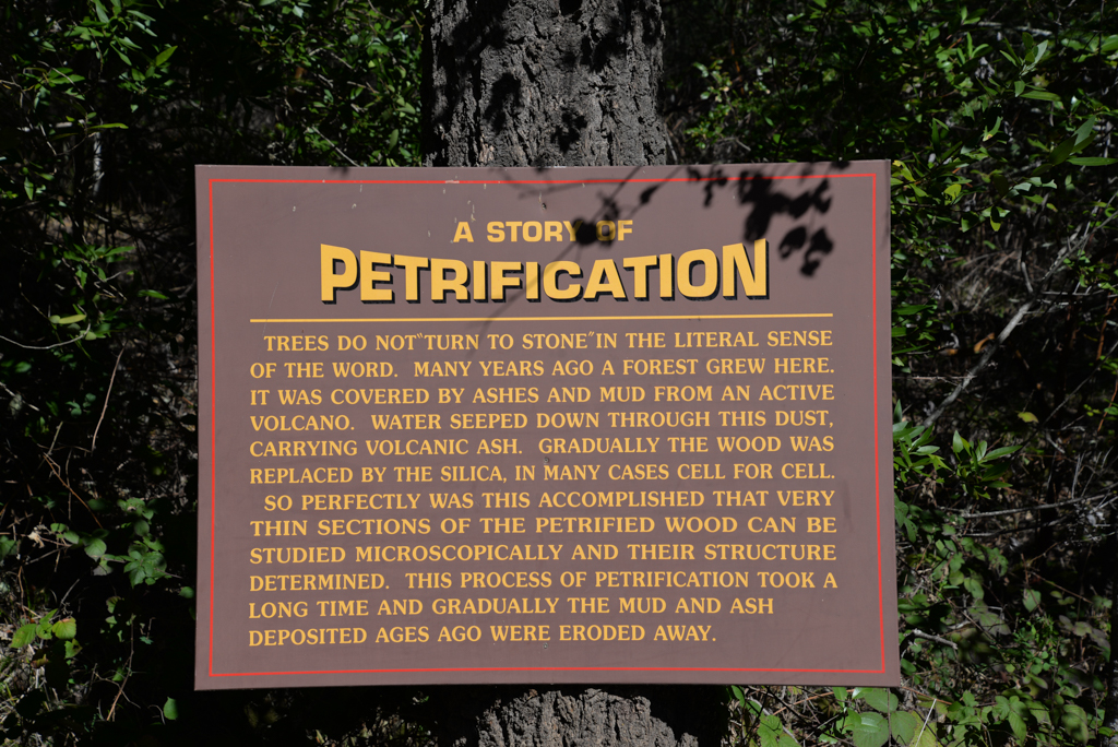 Petrifiedforest-3