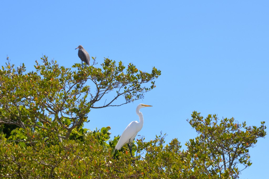 Sanibel Island-26