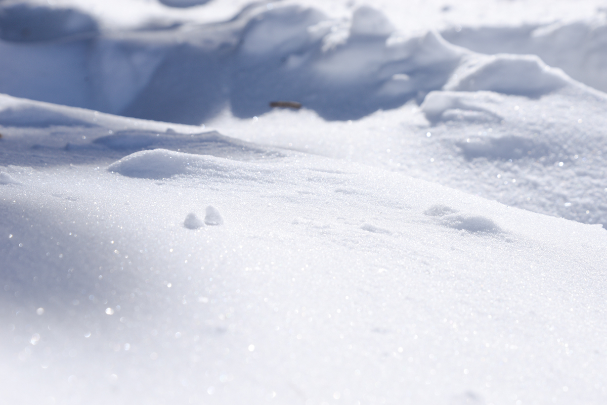 Tahoe-Donner-neige-blanche