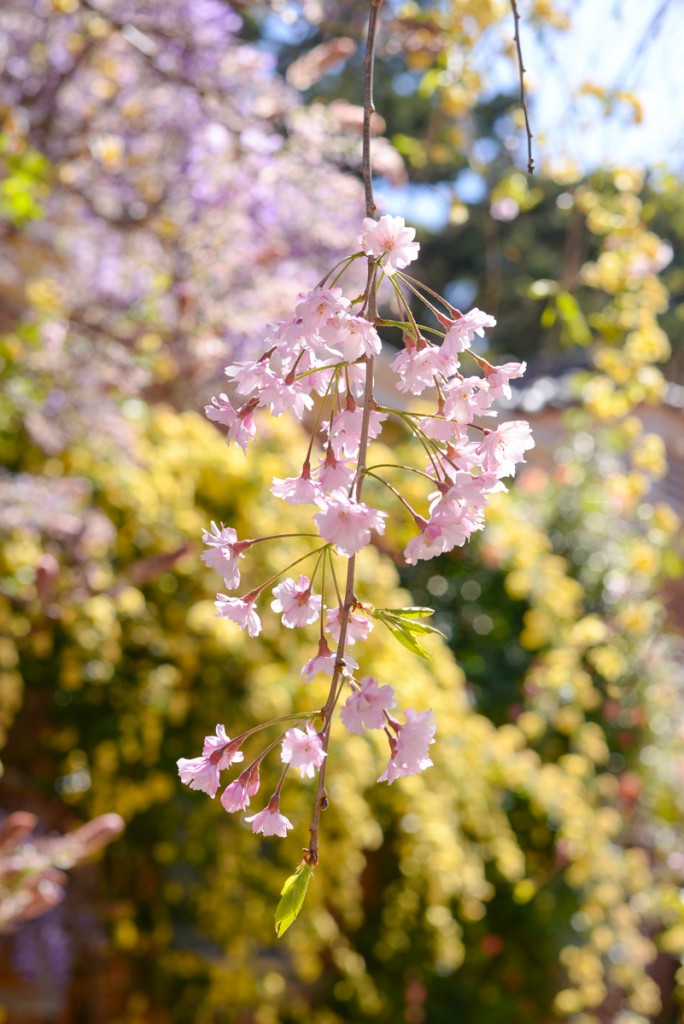 Filoli-garden-arbre-fleur