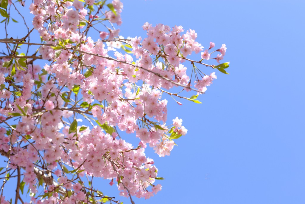 Filoli-garden-fleurs-arbres