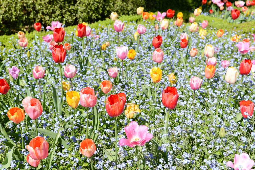 Filoli-garden-jardin-tulipes