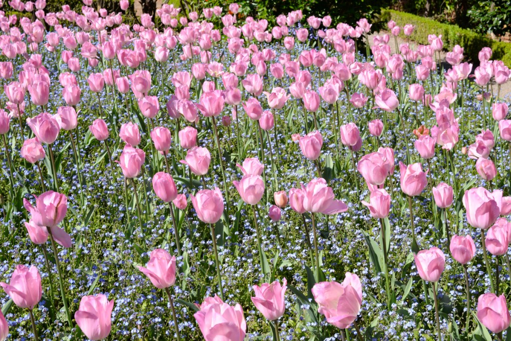 Filoli-garden-jardins-tulipes-roses