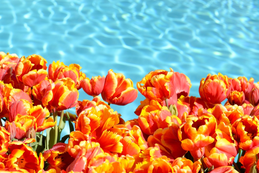Filoli-garden-piscine-tulipes-oranges