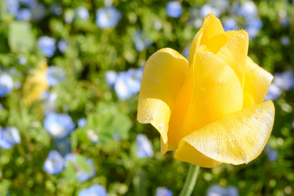 Filoli-garden-tulipe-jaune-rosee