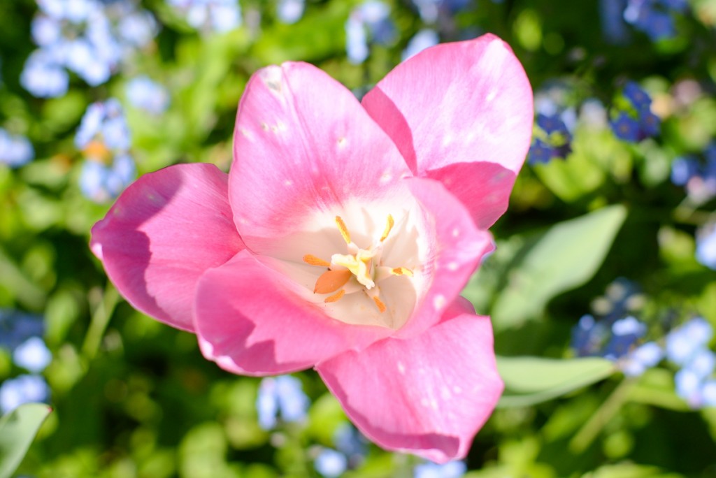 Filoli-garden-tulipe-rose-macro