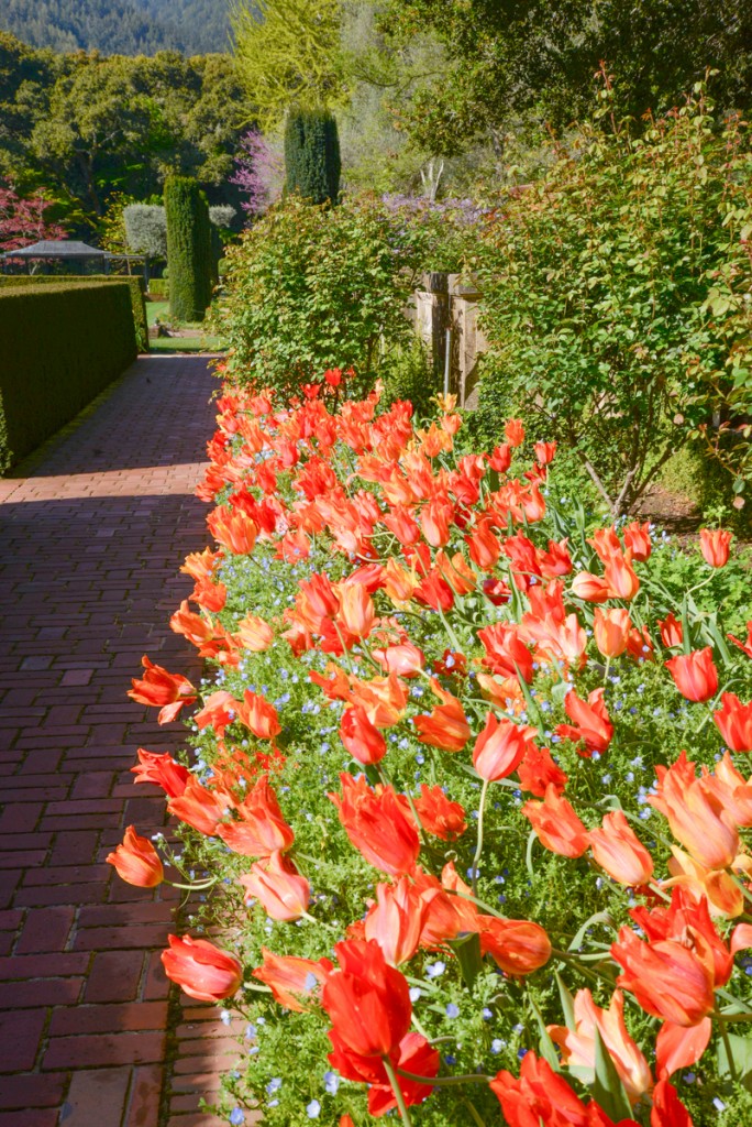 Filoli-garden-tulipe-rouge