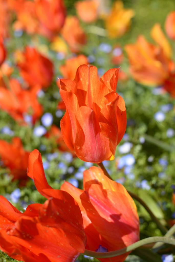 Filoli-garden-tulipe-rouge-macro