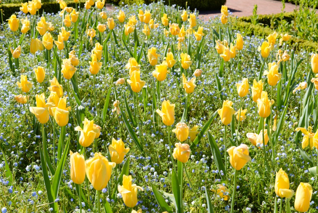 Filoli-garden-tulipes-jaunes