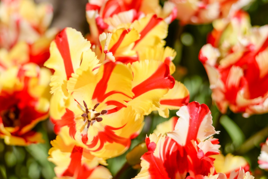 Filoli-garden-tulipes-rouge-jaune