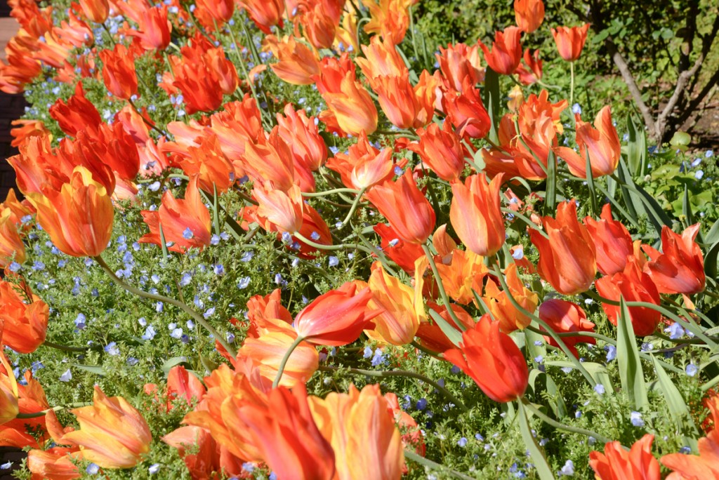 Filoli-garden-tulipes-rouges