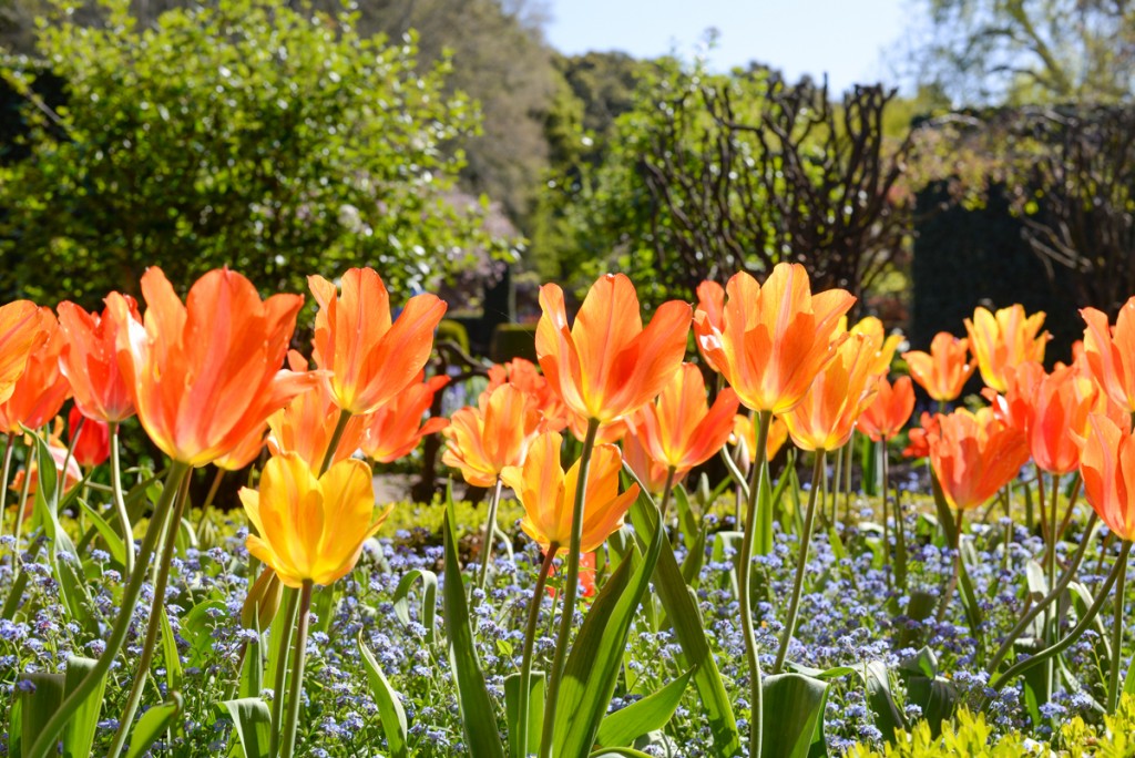 Filoli-garden-tulipes-soleil