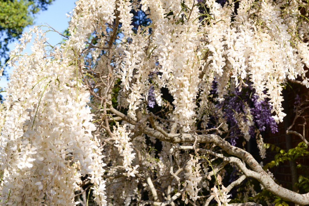 Glycine-blanche