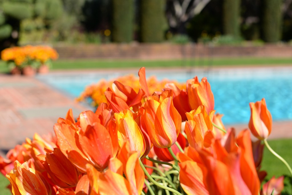 Tulipes-orange-piscine-bleu