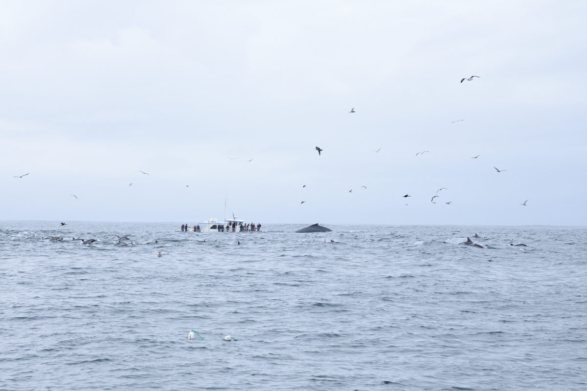 Sortie aux baleines