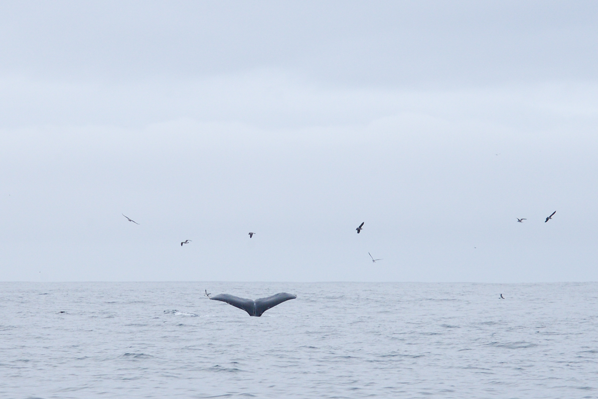 Sortie aux baleines