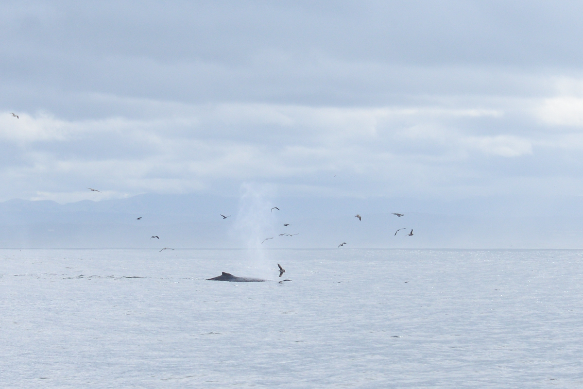 Sortie aux baleines