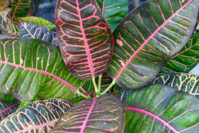 Jardin-botanique-Big-Island-Hawaii