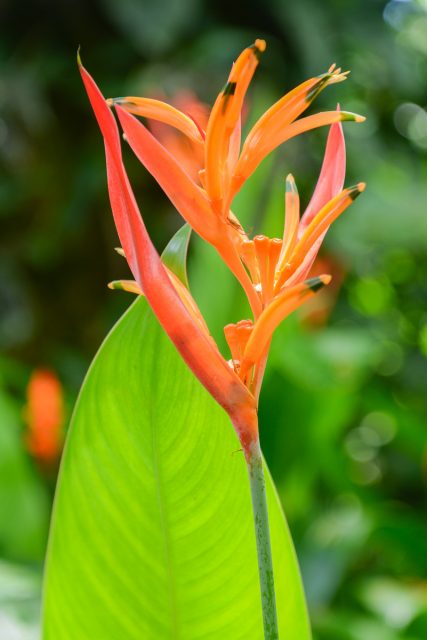 Jardin-botanique-Big-Island-Hawaii