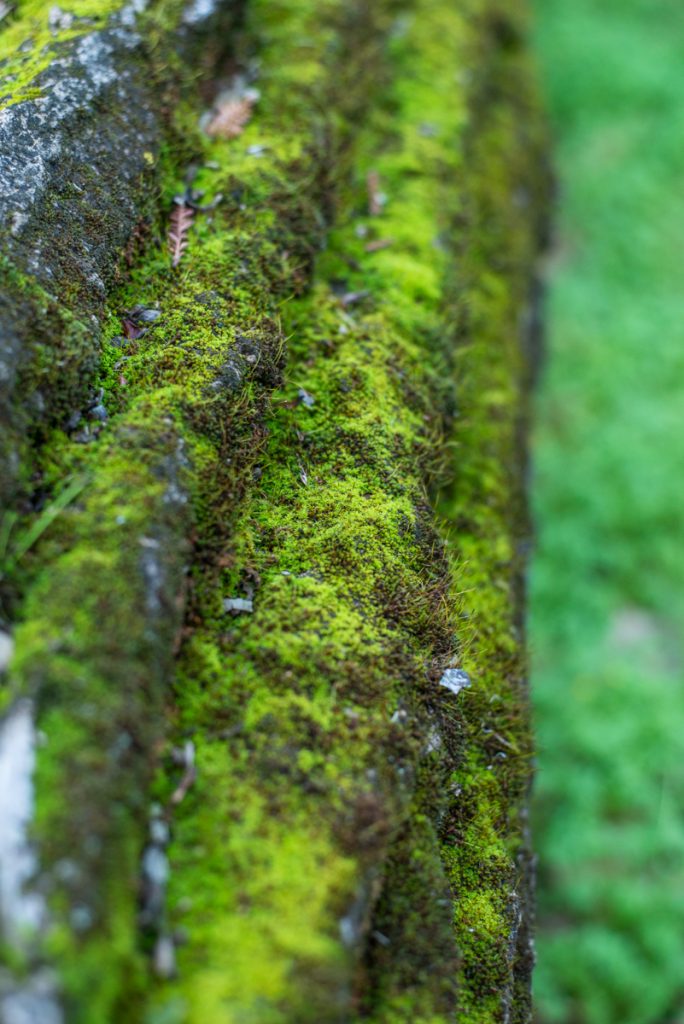 mousse arbre