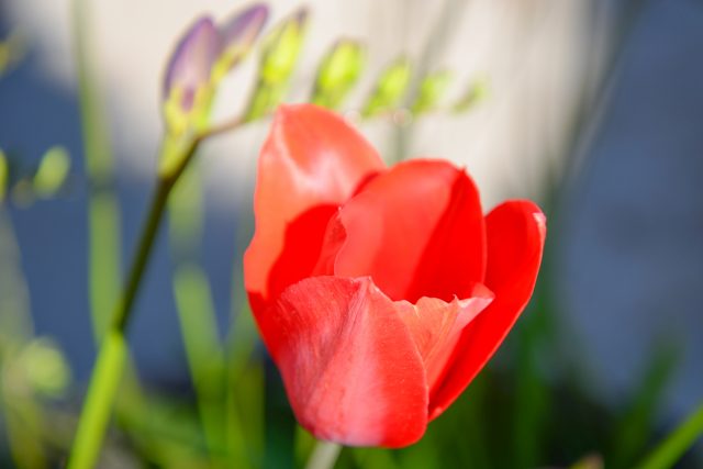 tulipe-rouge