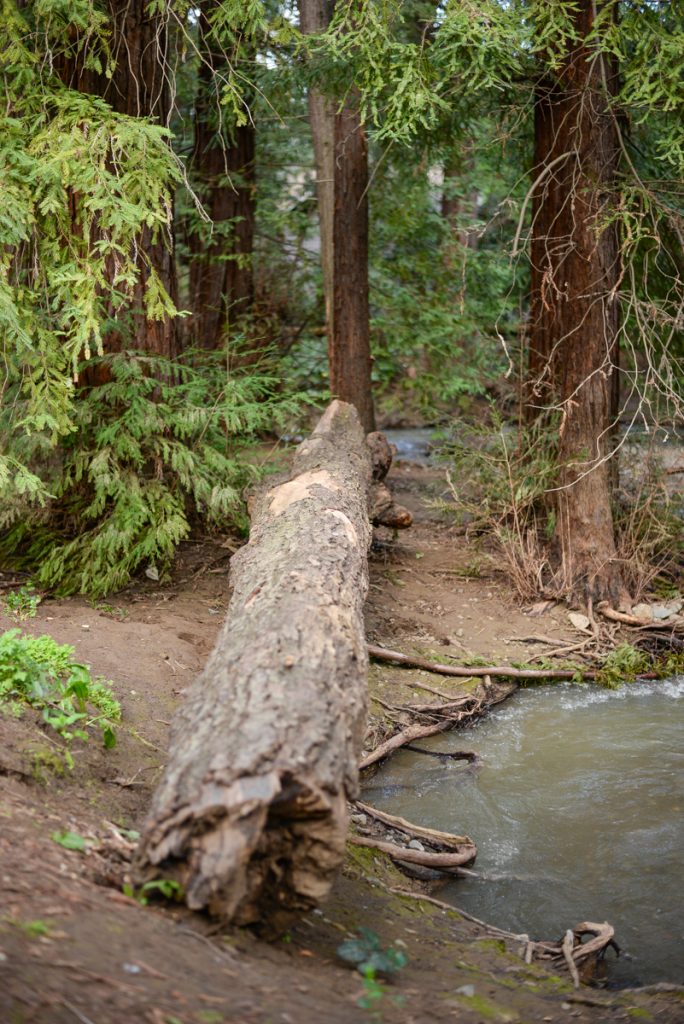 Redwood-grove-los-altos