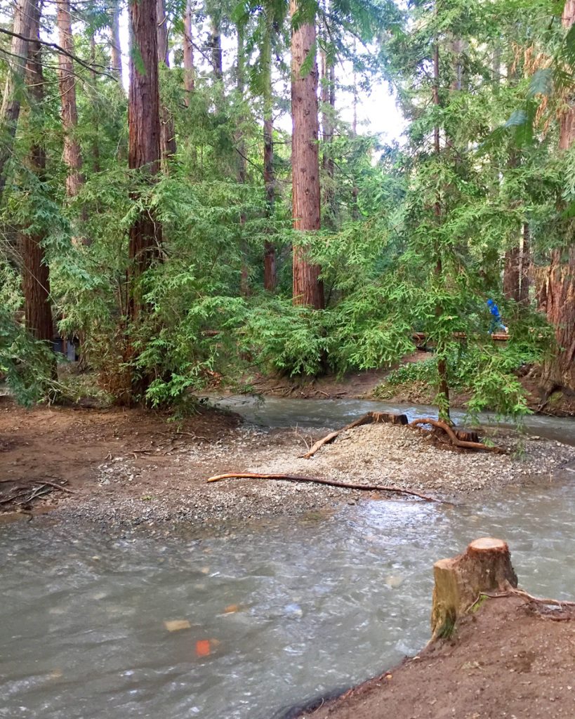 Redwood-grove-los-altos