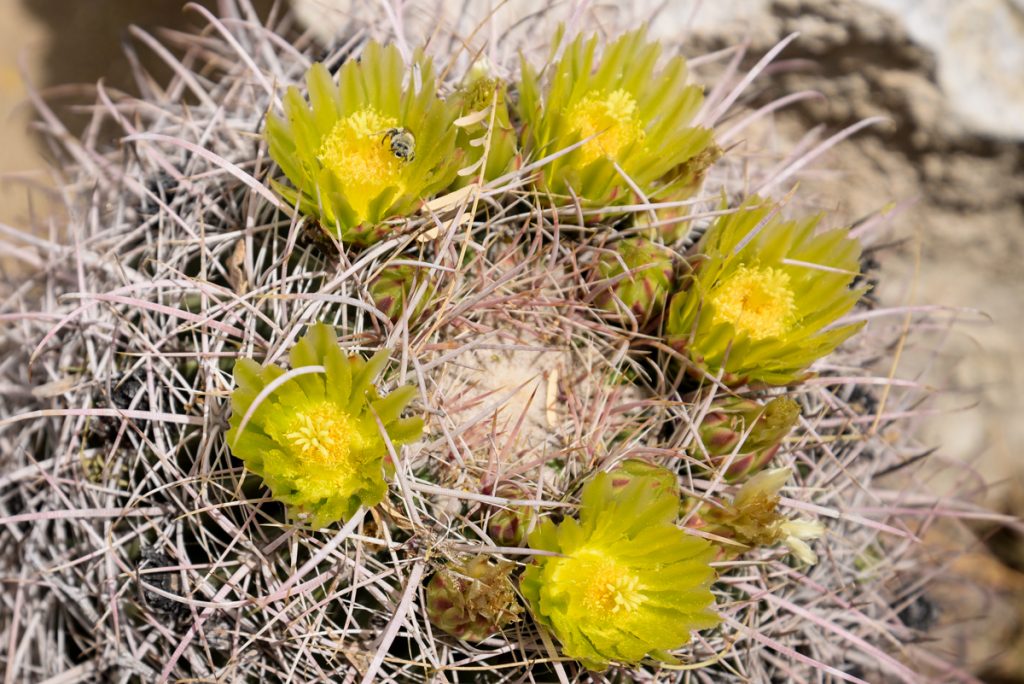 fleurs-cactus