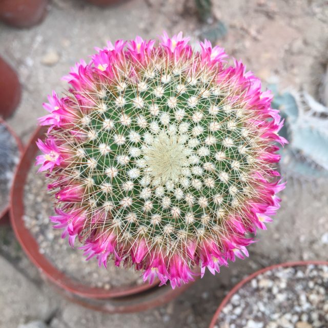 cactus-fleurs