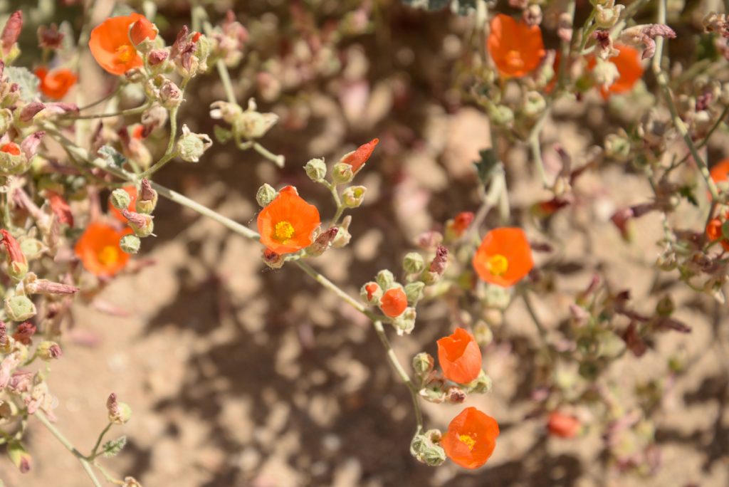 indian-canyons-californie