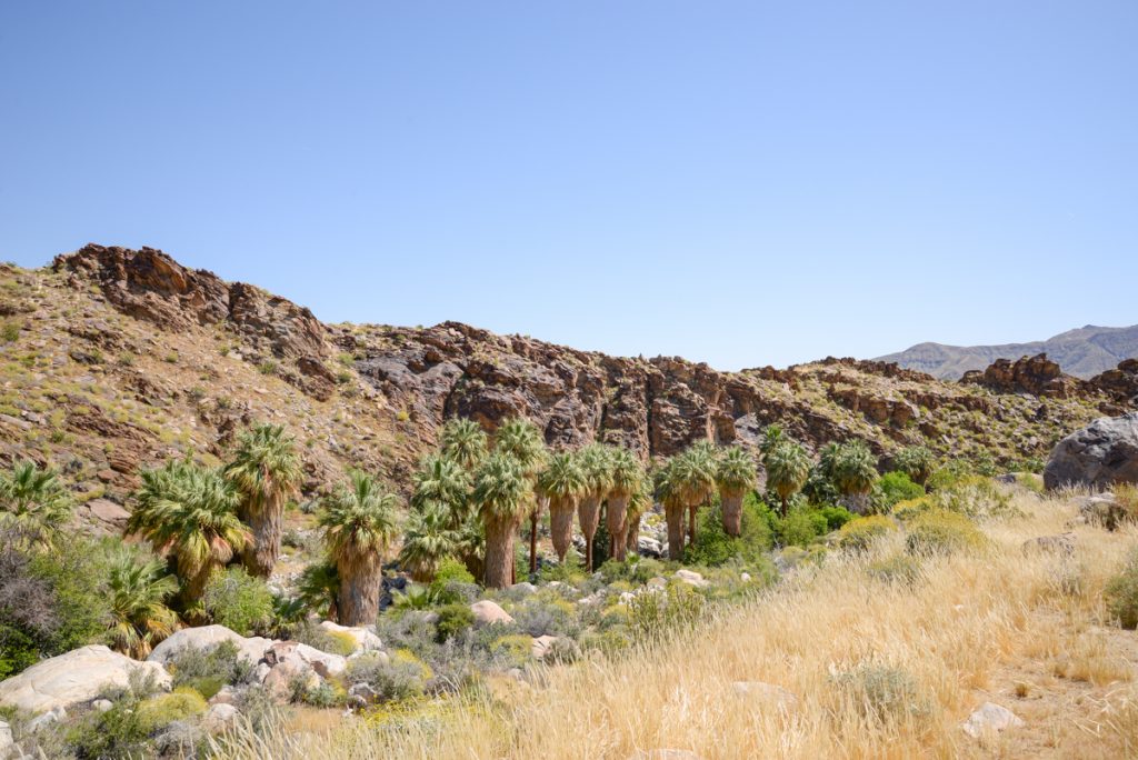 indian-canyons-californie