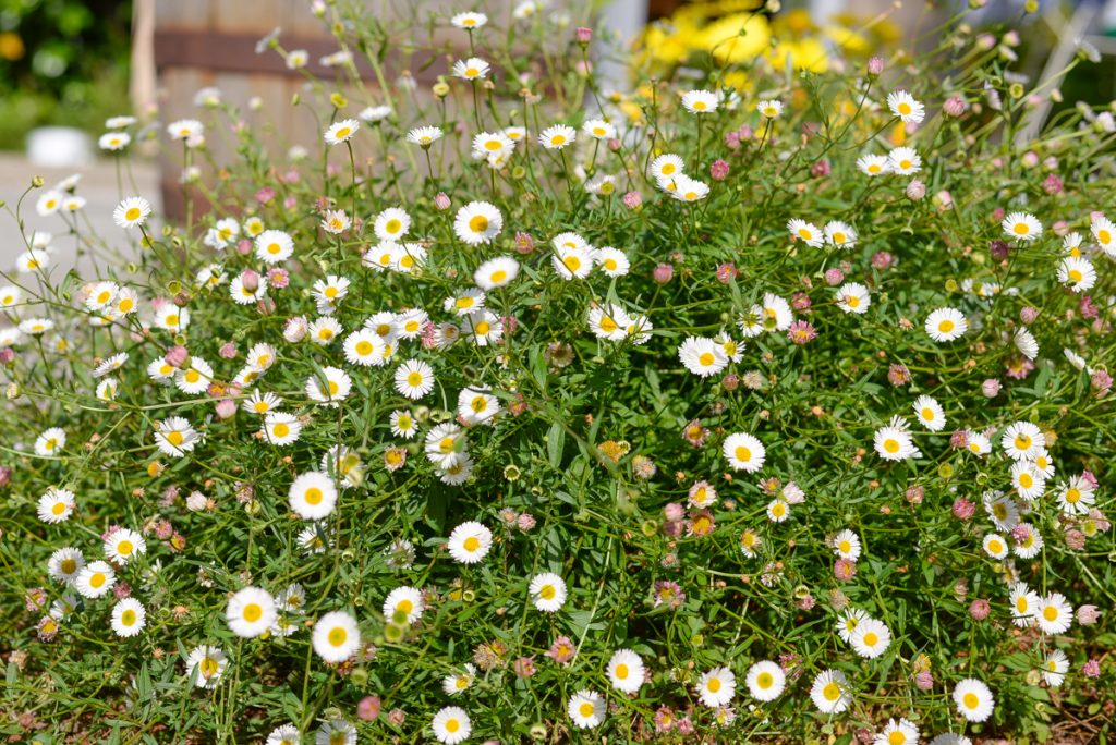 le-printemps-dans-mon-jardin