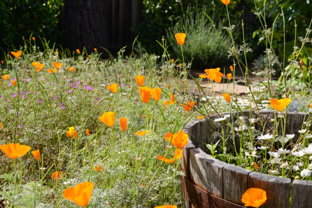 le-printemps-dans-mon-jardin