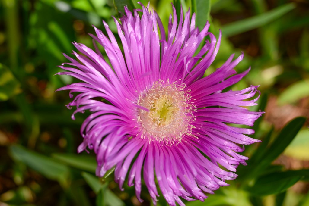 le-printemps-dans-mon-jardin
