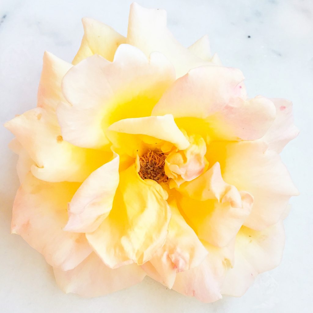 rose-jaune