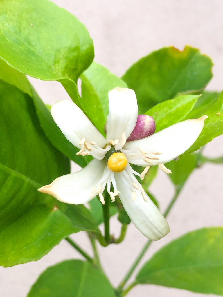 citronnier-fleur