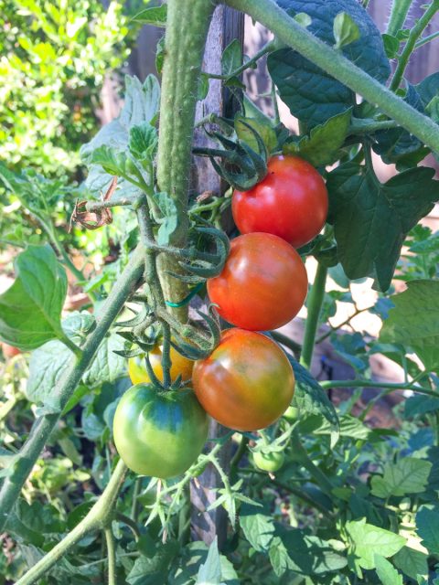 tomates-jardin-degrade