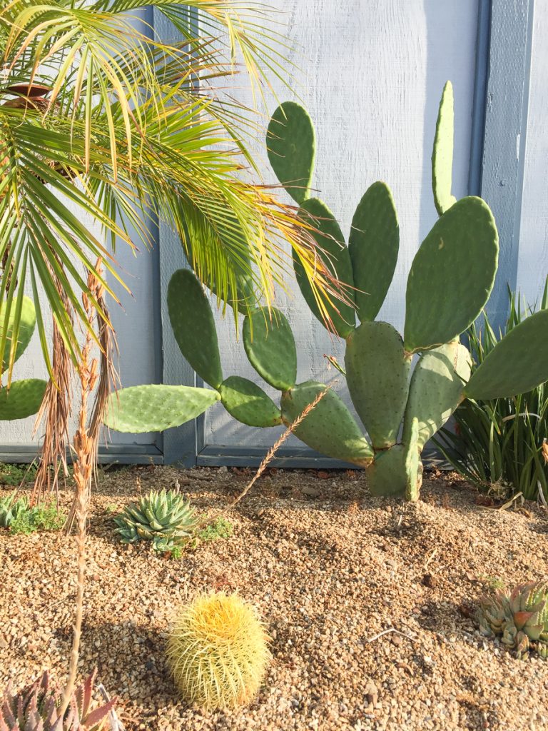 jardin-cactus