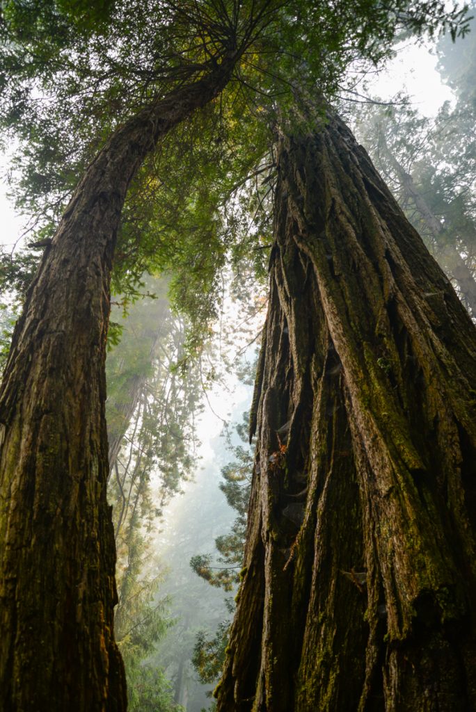 redwood-californie