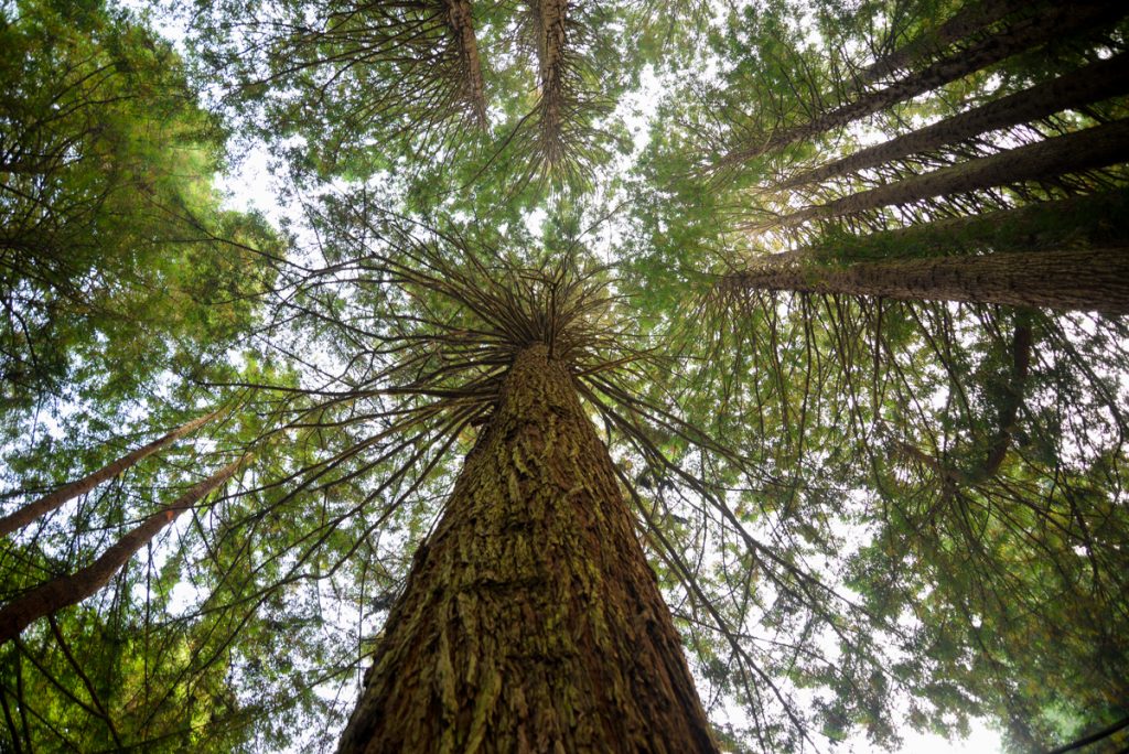 redwood-californie