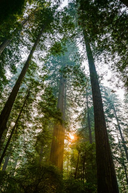 redwood-californie