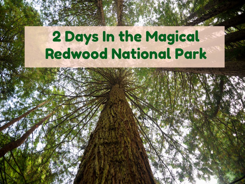 video-redwood-national-park