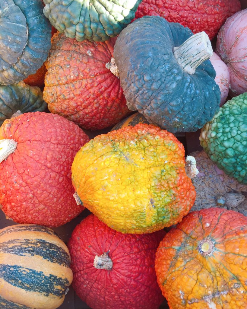 courges-colorees