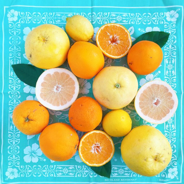 oranges-pamplemousses