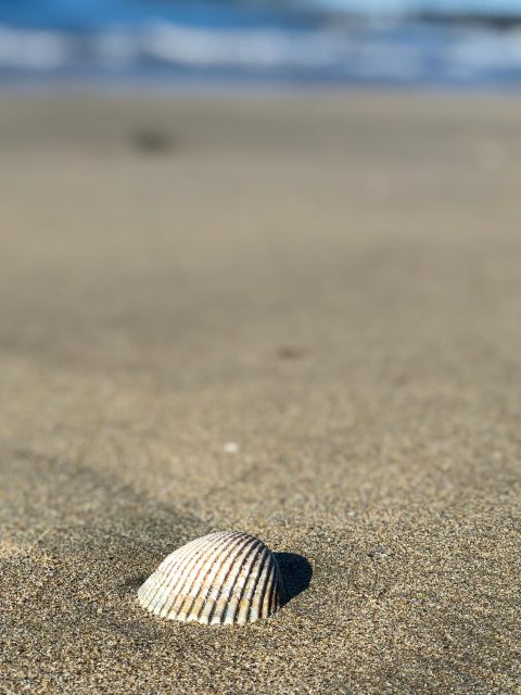 coquillage-californie