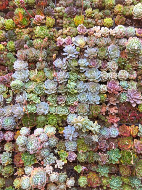 Flora-grubb-gardens