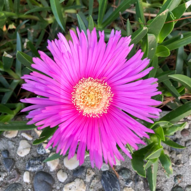 fleur-fushia