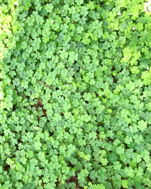 trefle-vert